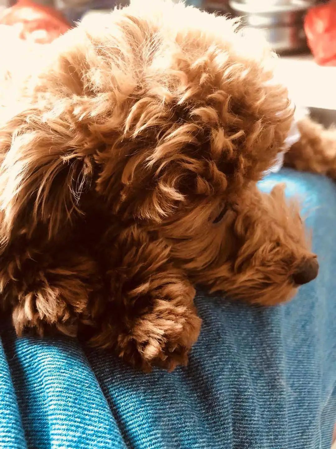 “似乎它从来都没有真正离开过”:和宠物告别的25个时刻