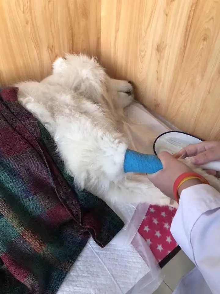 “似乎它从来都没有真正离开过”:和宠物告别的25个时刻