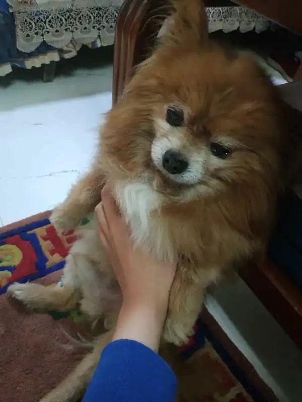 “似乎它从来都没有真正离开过”:和宠物告别的25个时刻