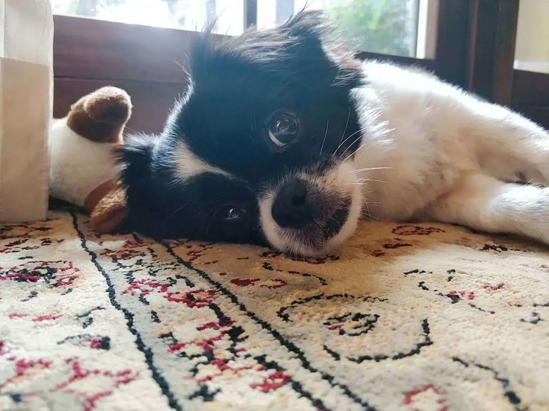 “似乎它从来都没有真正离开过”:和宠物告别的25个时刻