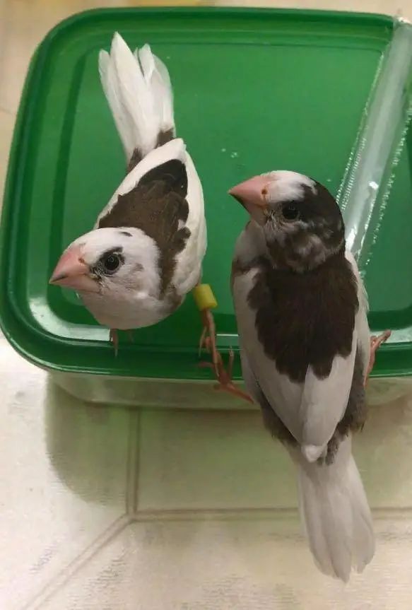 “似乎它从来都没有真正离开过”:和宠物告别的25个时刻