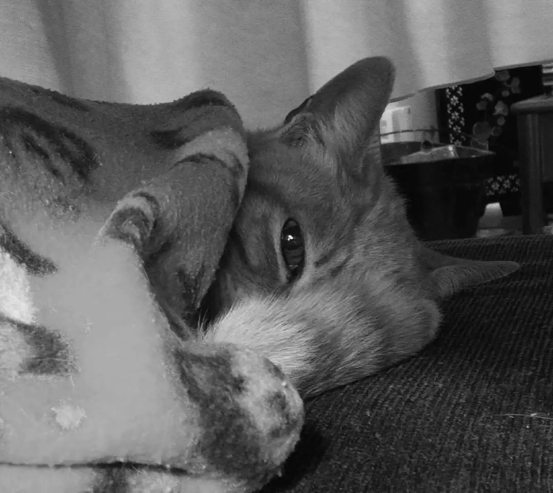 “似乎它从来都没有真正离开过”:和宠物告别的25个时刻