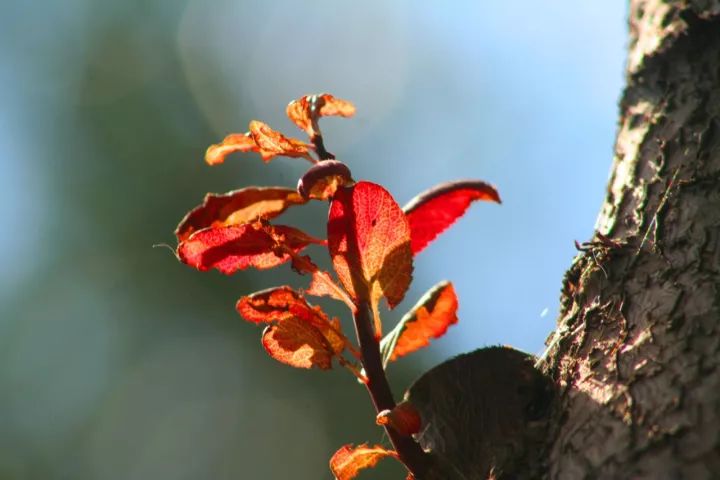 北京的色彩课文,北京的色彩视频