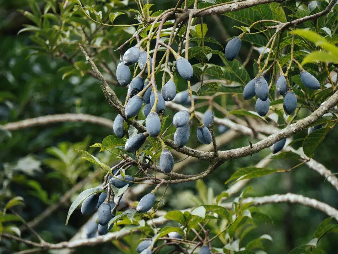 正是增城乌榄飘香时!一起去打榄、吃榄、看榄雕......