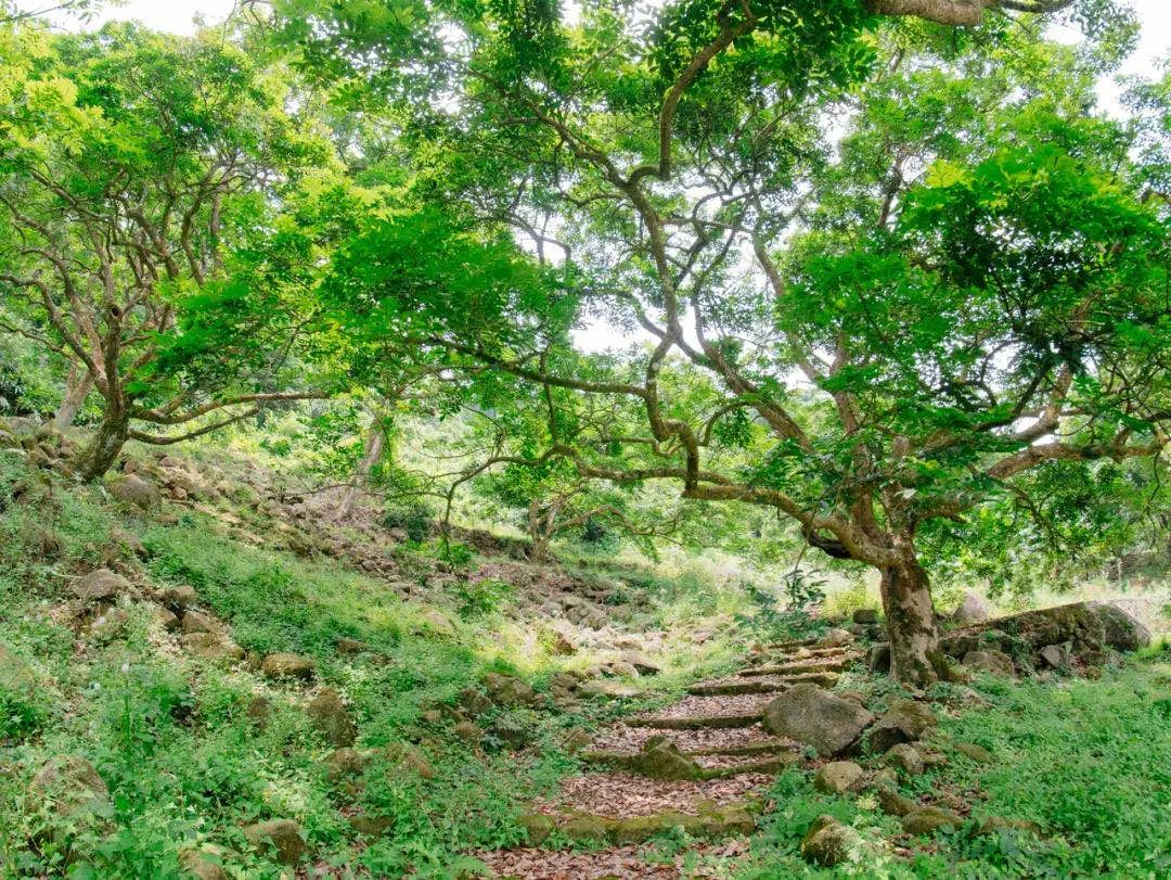 正是增城乌榄飘香时!一起去打榄、吃榄、看榄雕......