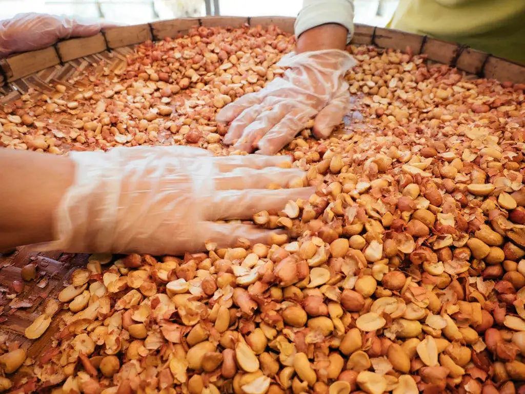 正是增城乌榄飘香时！一起去打榄、吃榄、看榄雕......