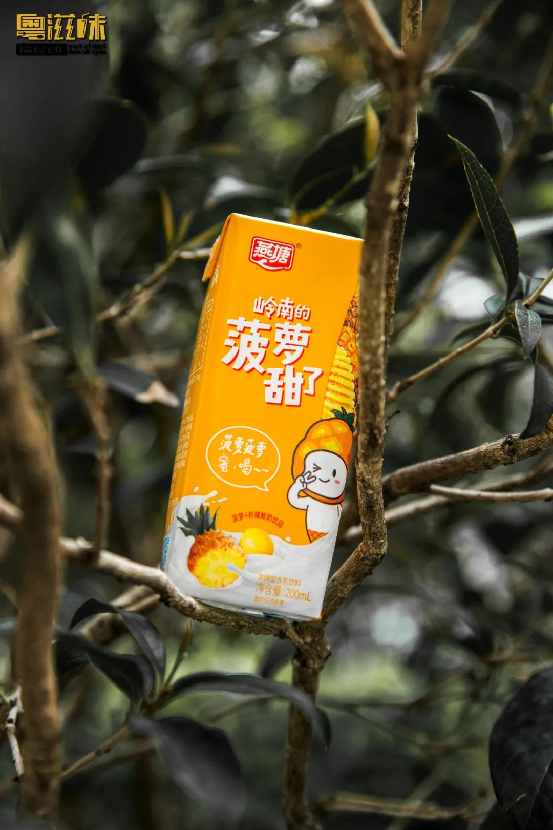 燕塘牛奶用哪里的牛奶,燕塘牛奶为什么突然火了