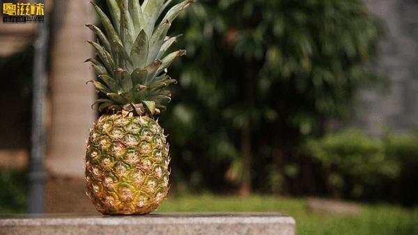 燕塘牛奶用哪里的牛奶,燕塘牛奶为什么突然火了