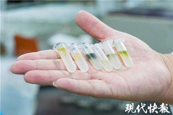 南农大菊花口红色号,疯狂种草口红色号