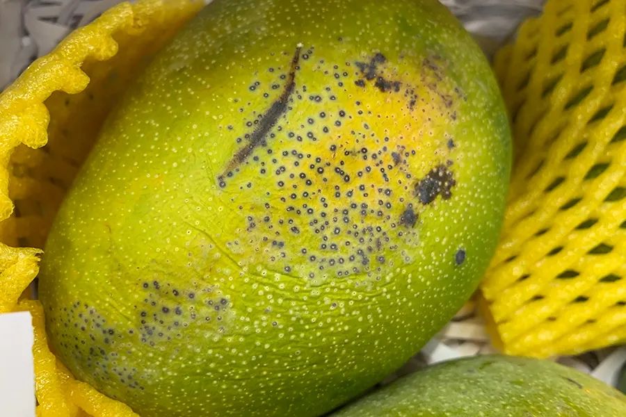 盒马x会员costco,上海盒马x会员店和山姆的区别