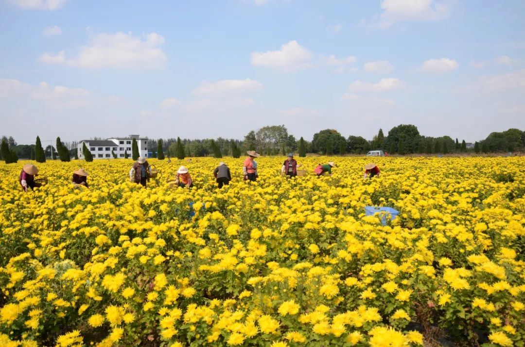 广州稻田网红打卡地,宜良稻田网红打卡点