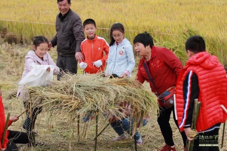 广州稻田网红打卡地,宜良稻田网红打卡点