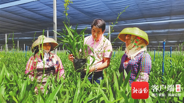 海口市就业扶贫行动,2021海口市秀英区产业