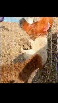 扁桃体和扁腺一样吗,扁桃体和扁桃仁有什么联系