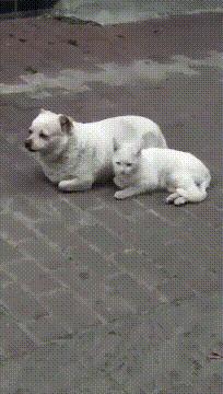 扁桃体和扁腺一样吗,扁桃体和扁桃仁有什么联系