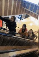 扁桃体和扁腺一样吗,扁桃体和扁桃仁有什么联系