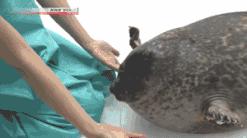 扁桃体和扁腺一样吗,扁桃体和扁桃仁有什么联系