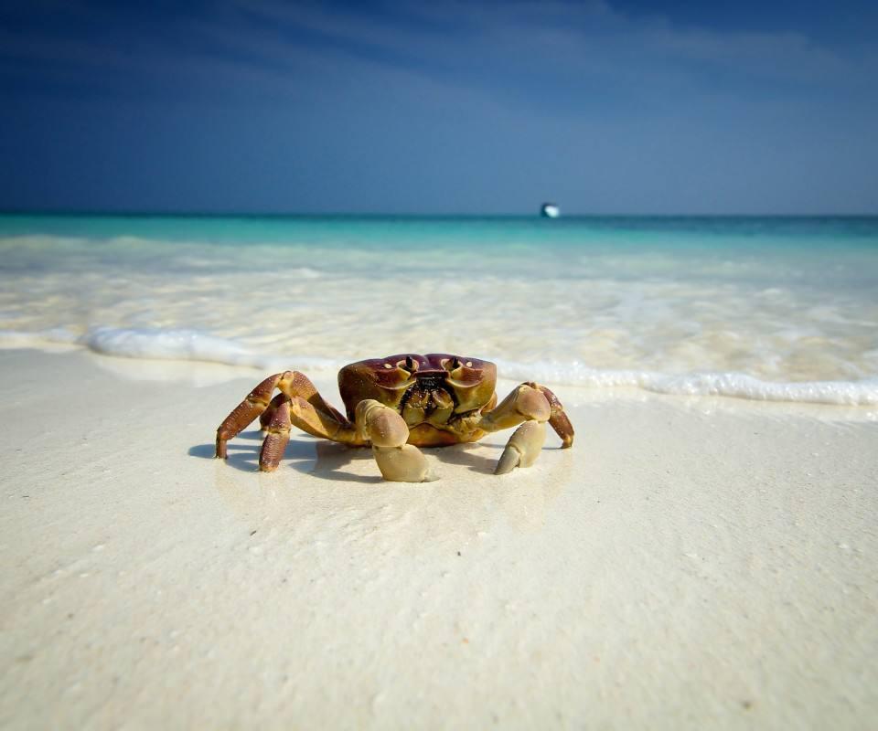 杏林宝鉴|吃大闸蟹后竟发作这个病？这种体质不宜多吃