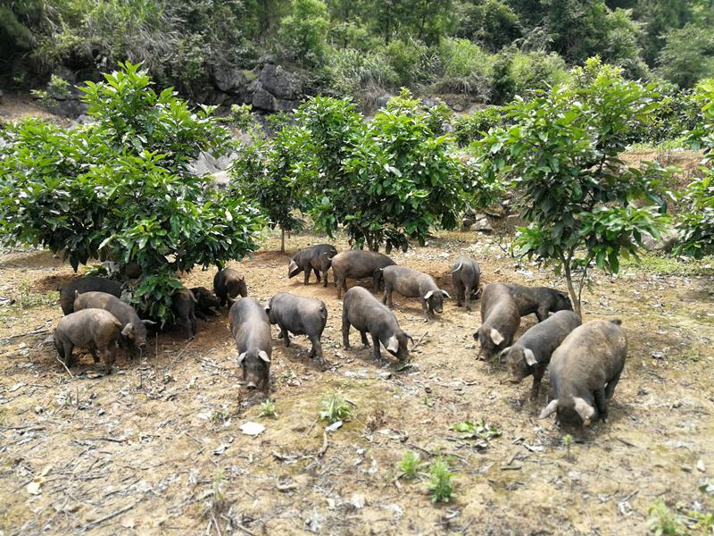 奋斗吧,我的乡亲!——永顺县杨木村脱贫乡亲札记