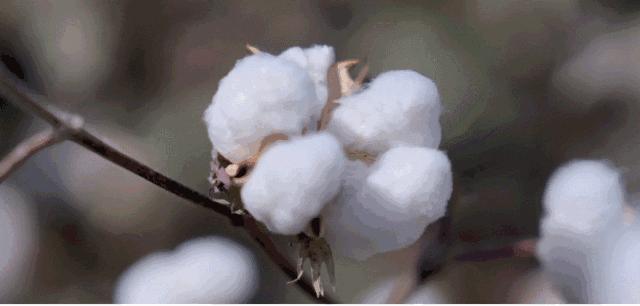 航空防臭袜子,美联航厚袜子