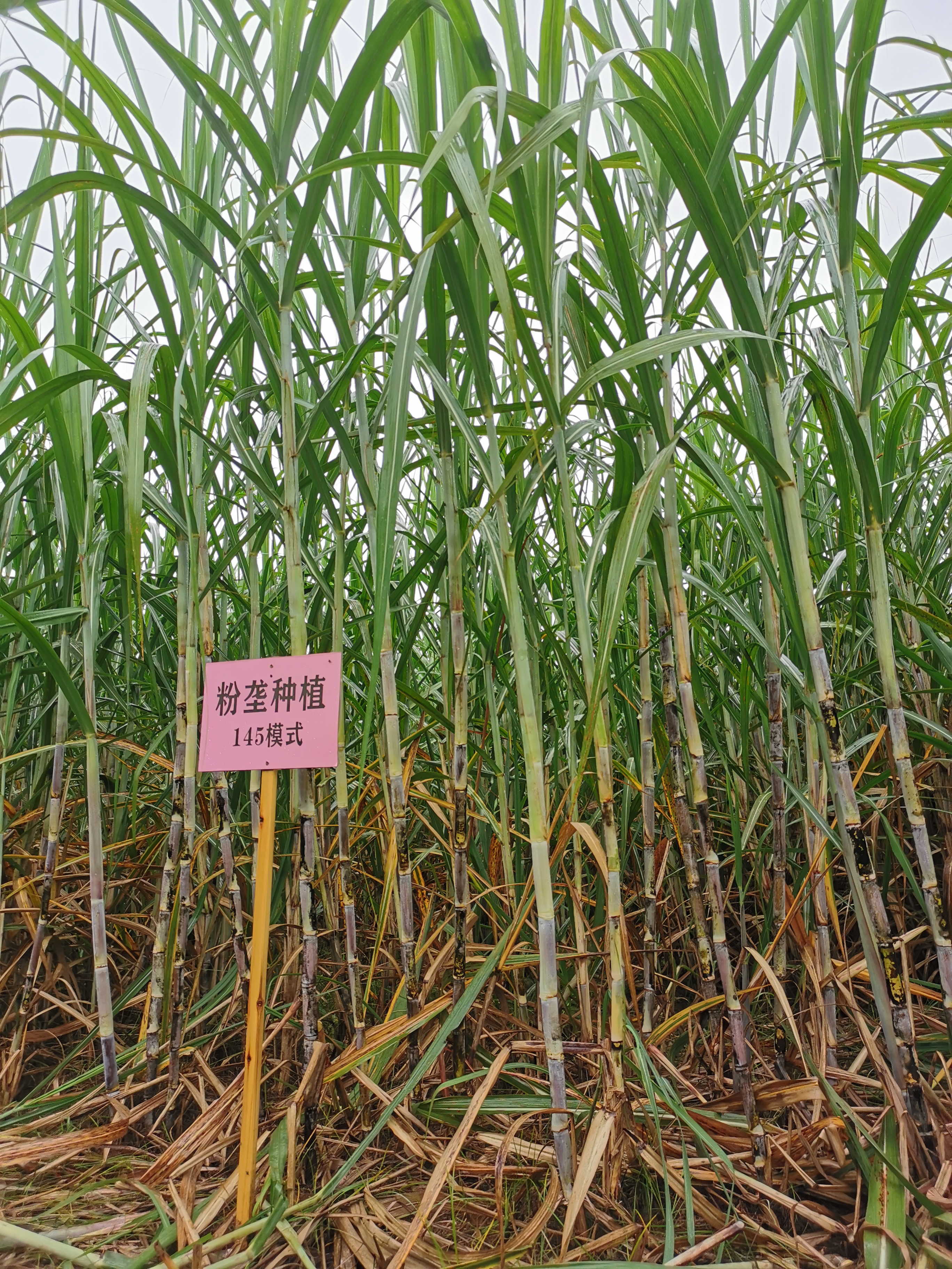 甘蔗地膜种植技术视频,甘蔗新品种育苗法