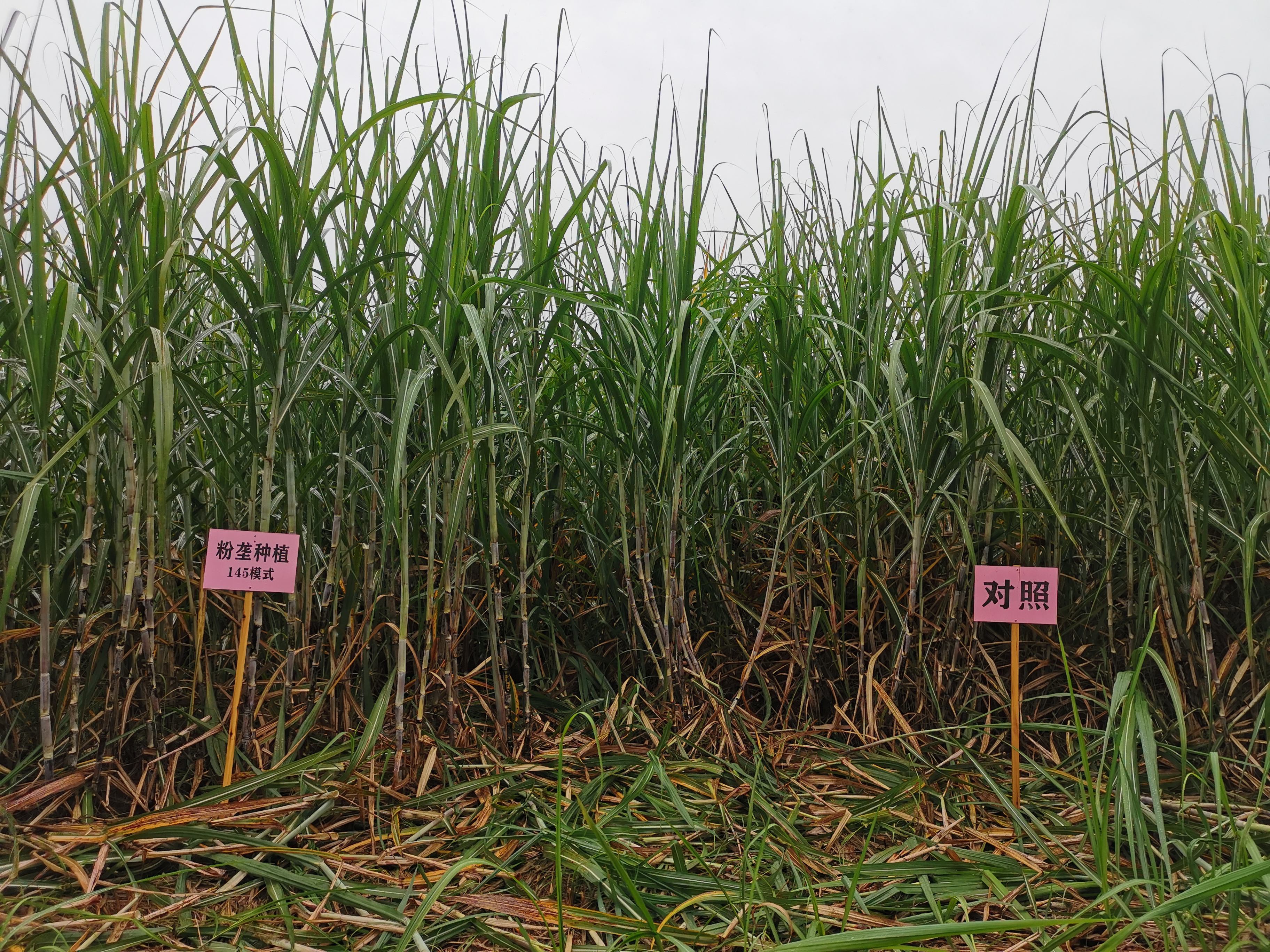 甘蔗地膜种植技术视频,甘蔗新品种育苗法