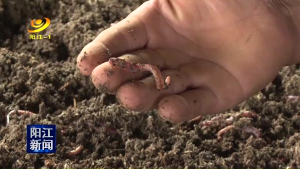 牛粪养殖蚯蚓走上致富路,牛粪养蚯蚓致富项目