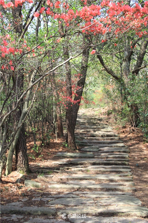 “七日一徽说”之二十八——“九龙出海”岭上关(上)