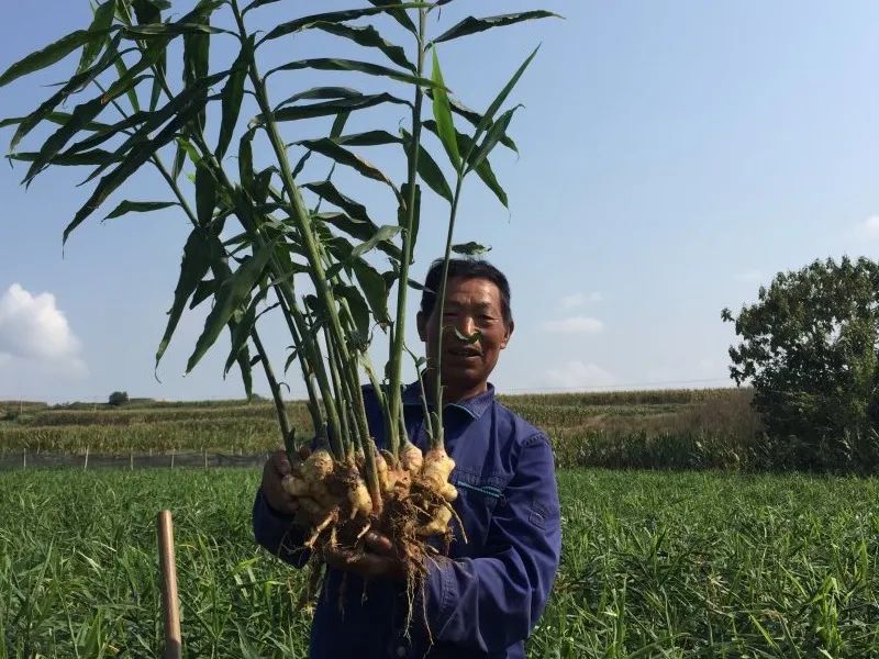 东港辉煌历史,东港荣誉图片