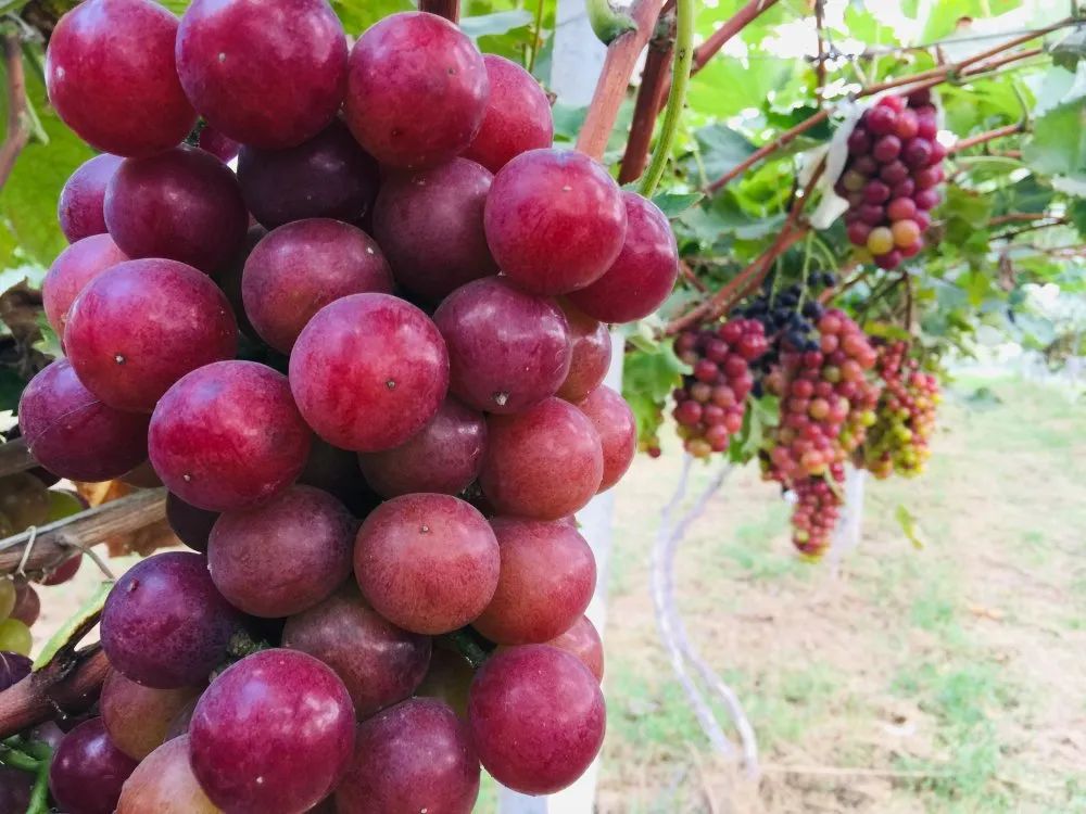 东港辉煌历史,东港荣誉图片