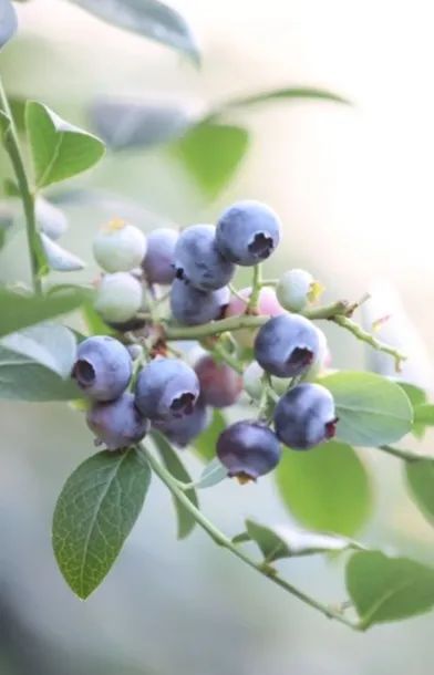 东港辉煌历史,东港荣誉图片