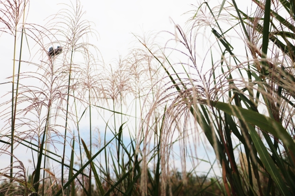 “蒹葭苍苍，白露为霜”，江苏扬州进入芦荻最佳观赏期