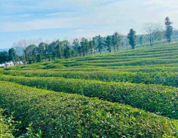 无锡热门旅游城市线路,无锡景点最佳旅游路线推荐