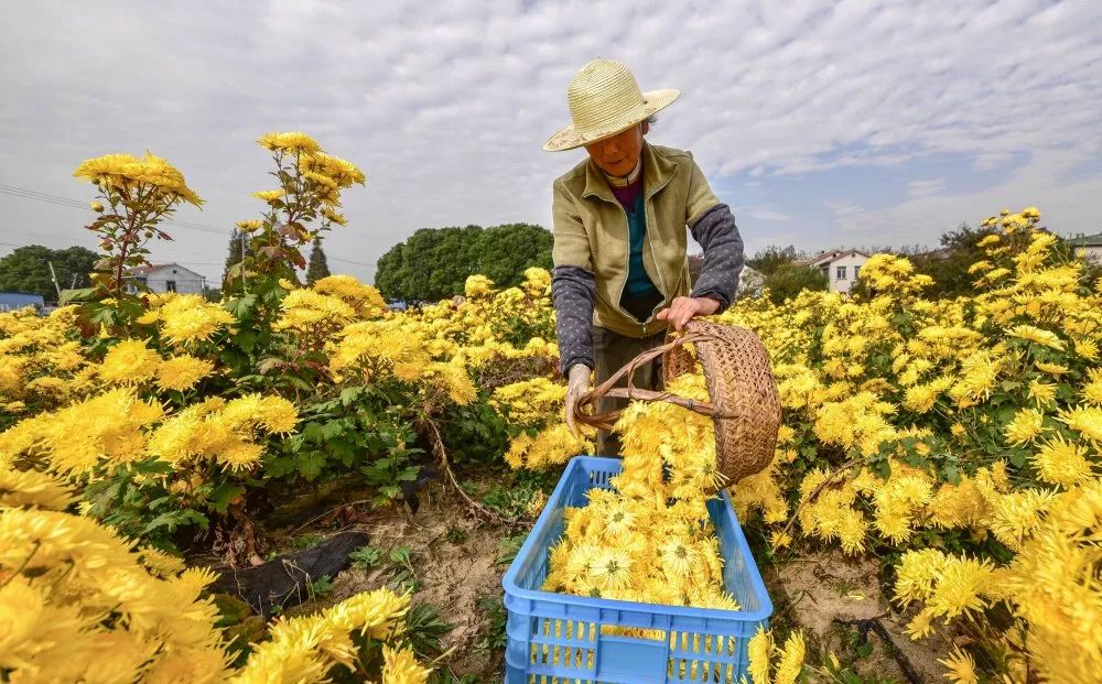无锡热门旅游城市线路,无锡景点最佳旅游路线推荐