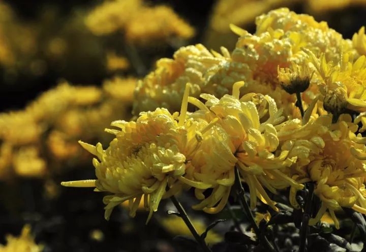 无锡热门旅游城市线路,无锡景点最佳旅游路线推荐