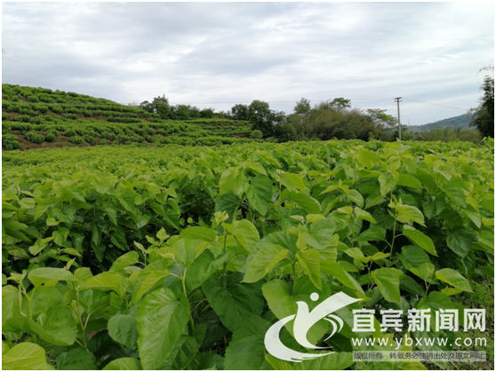 宜宾市叙州区区委书记刘海昌,宜宾叙州区刘海昌