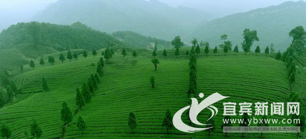 宜宾市叙州区区委书记刘海昌,宜宾叙州区刘海昌