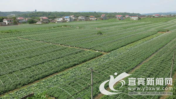 宜宾市叙州区区委书记刘海昌,宜宾叙州区刘海昌