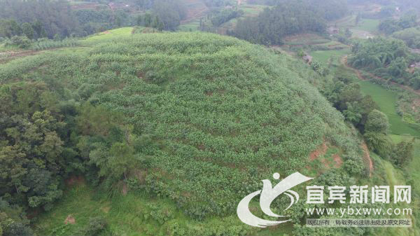宜宾市叙州区区委书记刘海昌,宜宾叙州区刘海昌
