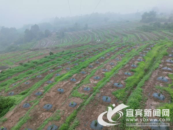 宜宾市叙州区区委书记刘海昌,宜宾叙州区刘海昌