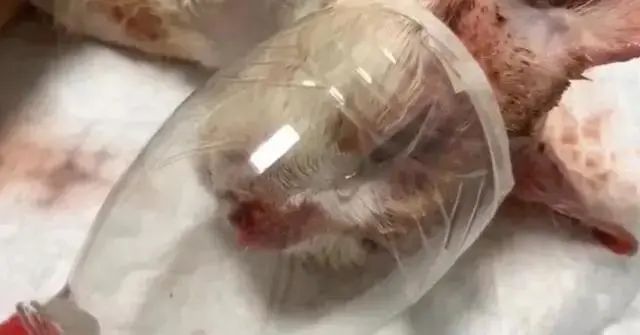 可以不爱但别伤害视频,可以不爱但别伤害坤牌手机