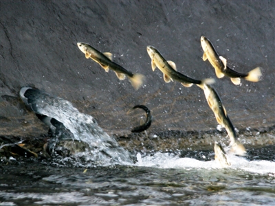 「大力弘扬新青海精神深入实施五四战略奋力推进一优两高」湟鱼洄游，一场伟大的生命礼赞