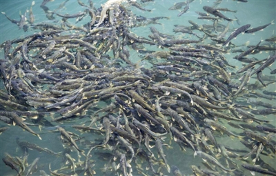 「大力弘扬新青海精神深入实施五四战略奋力推进一优两高」湟鱼洄游，一场伟大的生命礼赞