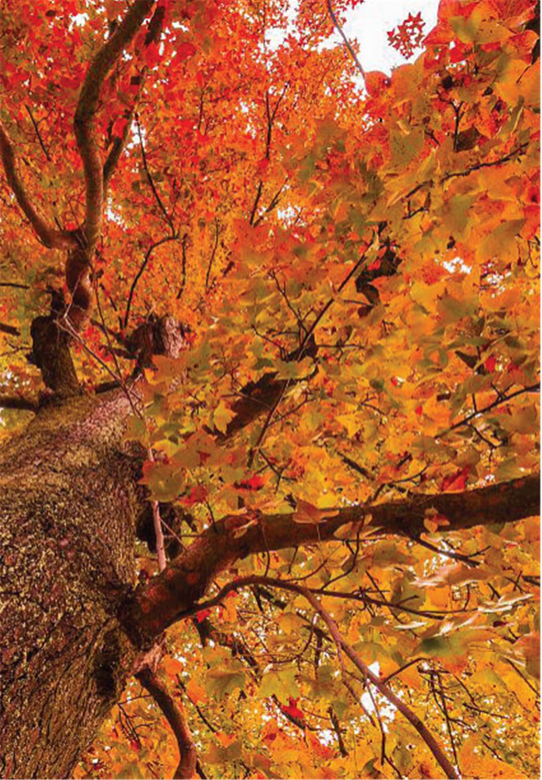 鼎图设计,鼎设计图片大全