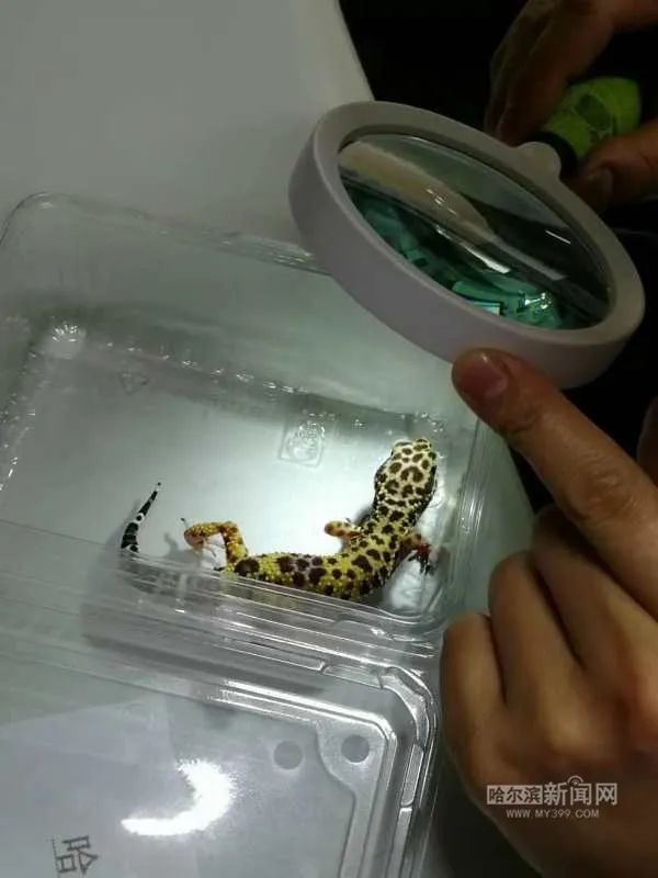 踏入异宠圈你想好了吗？丨刺猬、蜘蛛、羊驼、蟑螂……获取渠道或涉违法，如弃养更会危害公共安全