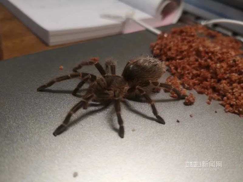 踏入异宠圈你想好了吗？丨刺猬、蜘蛛、羊驼、蟑螂……获取渠道或涉违法，如弃养更会危害公共安全