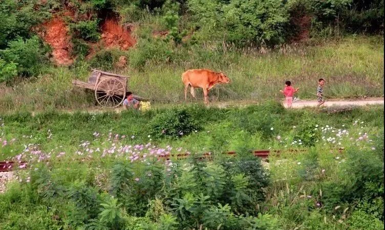 这是一个没有文盲的国家！泉州摄影师探秘实拍“朝鲜表情”