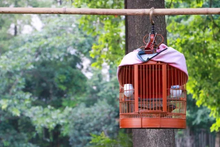 成都100种美景图片,航拍中国成都十大风景区
