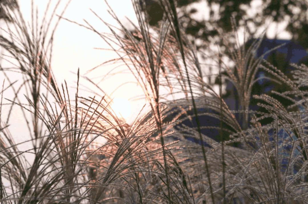 成都100种美景图片,航拍中国成都十大风景区