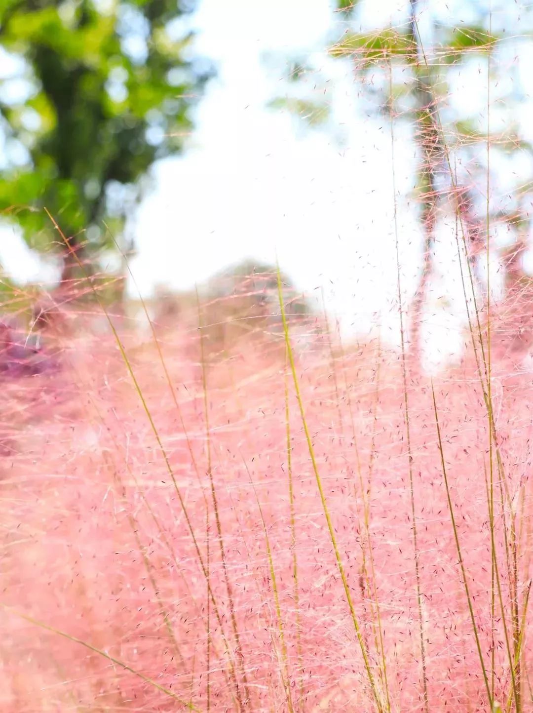 成都100种美景图片,航拍中国成都十大风景区